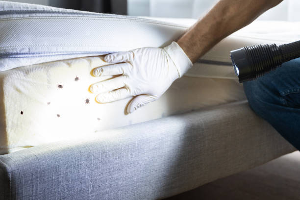 Best Exterminator Services  in Willcox, AZ