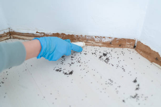 Best Mosquito Control Services  in Willcox, AZ